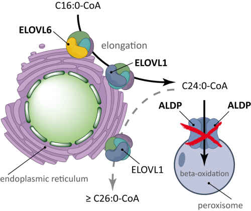 VLCFA synthesis pathway — C16:0-CoA elongation and peroxisomal beta-oxidation via ALDP